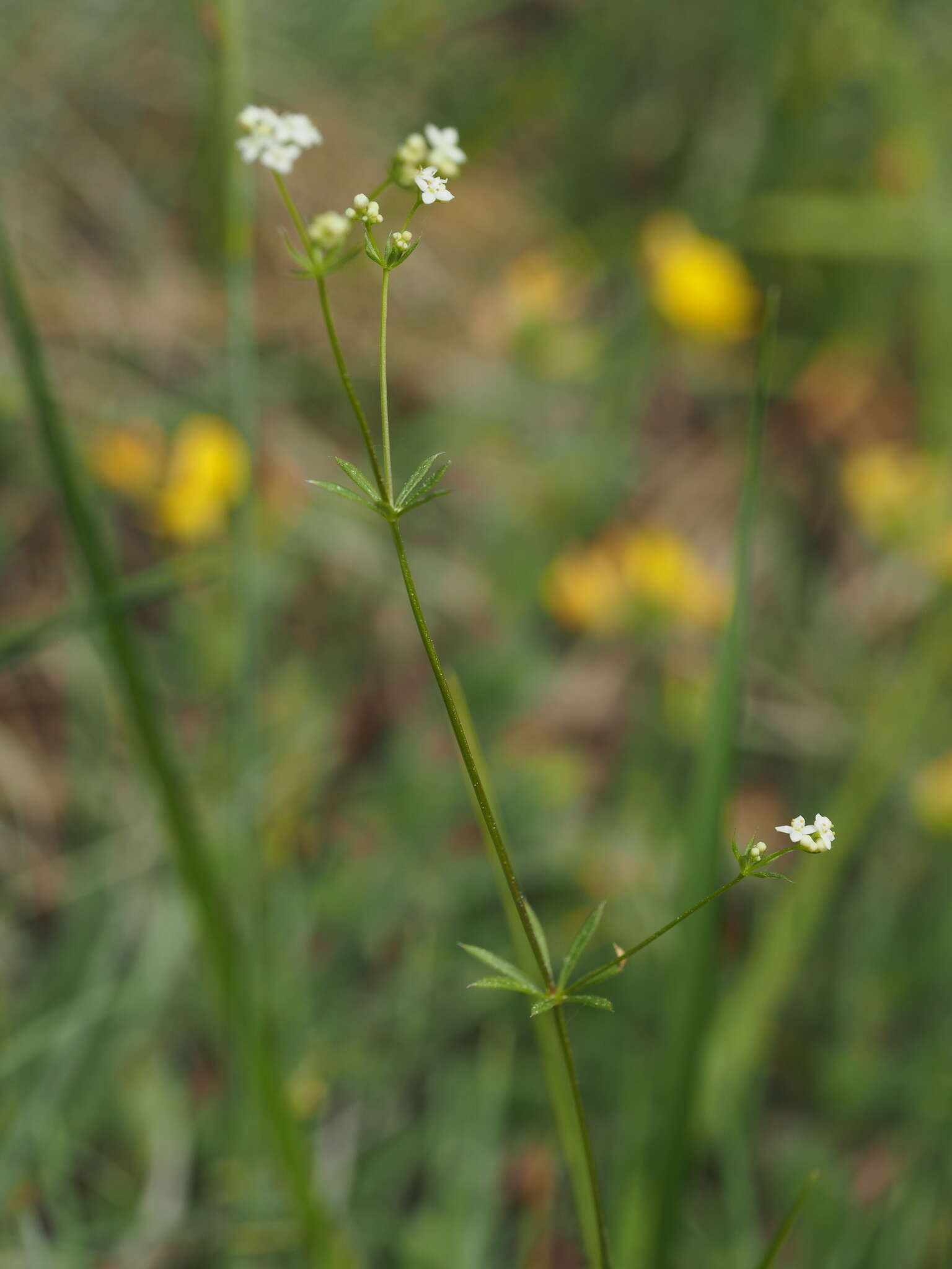 Image of Galium estebanii Sennen