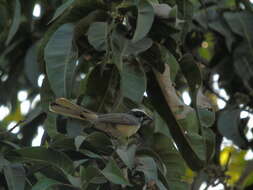 Image of White-browed Fantail