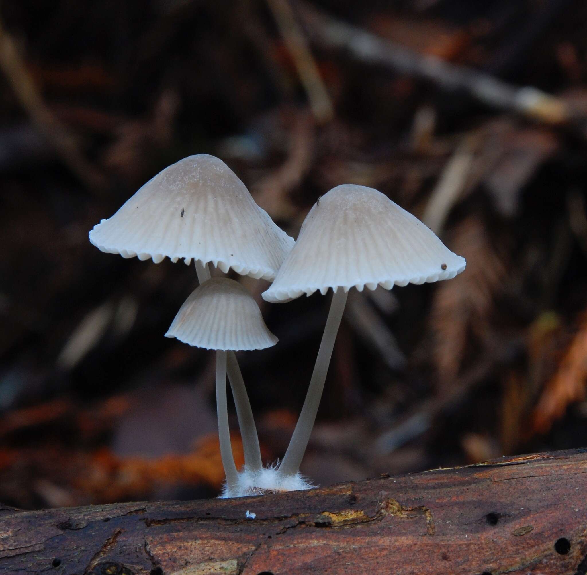 Image of Mycena abramsii (Murrill) Murrill 1916