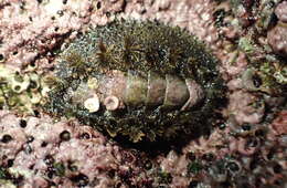 Image of spiny chiton