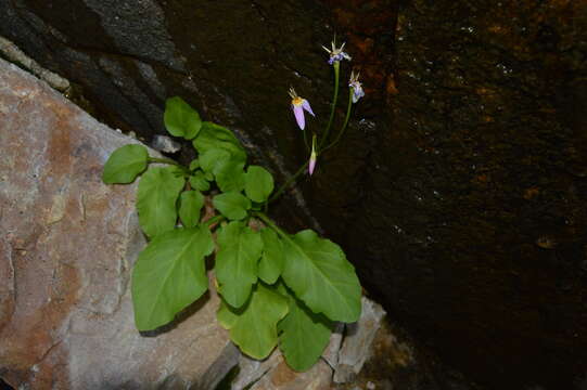 Plancia ëd Dodecatheon utahense (N. H. Holmgren) Reveal