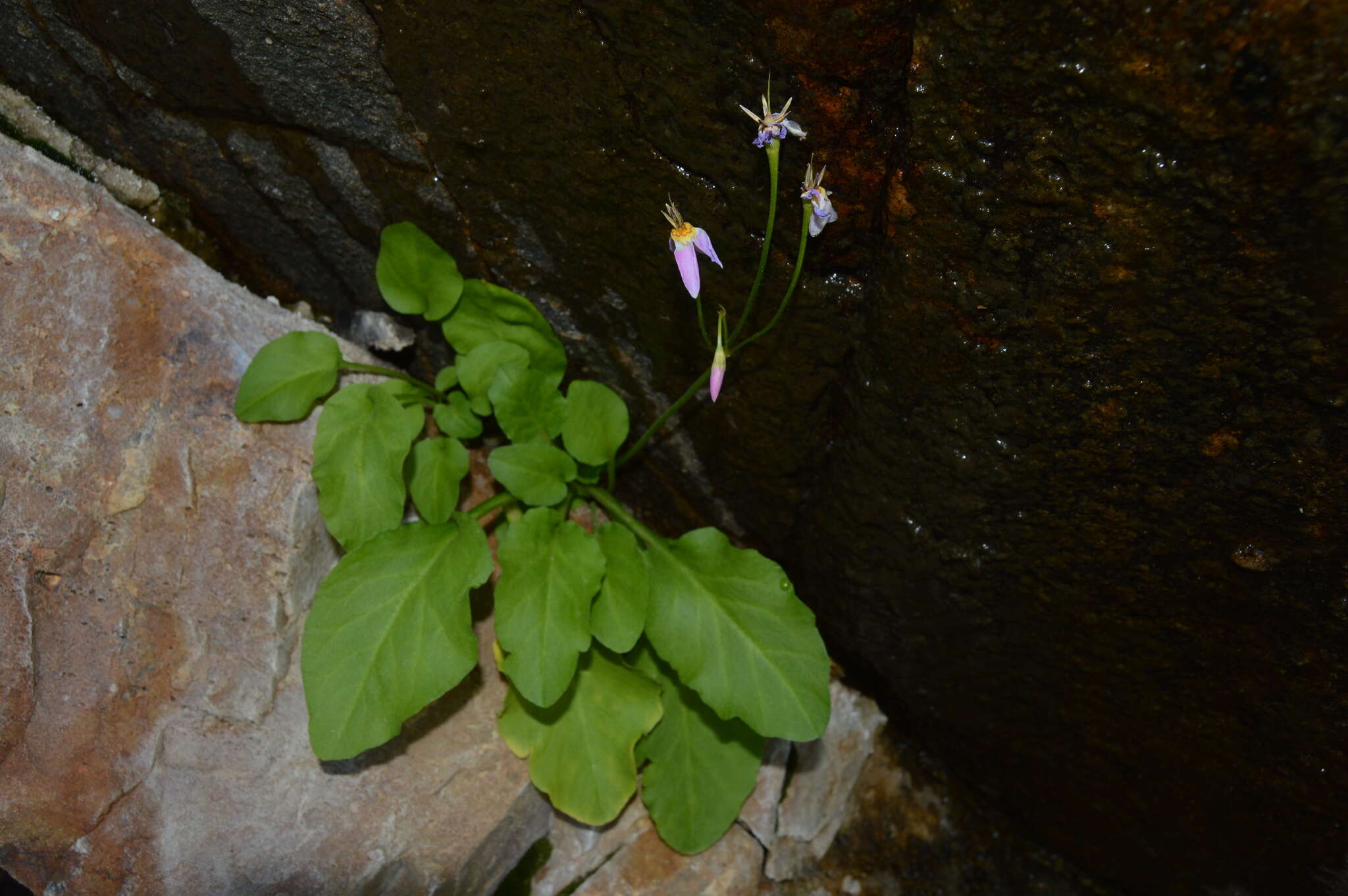 Plancia ëd Dodecatheon utahense (N. H. Holmgren) Reveal