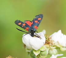 Image of Zygaena lonicerae Scheven 1777