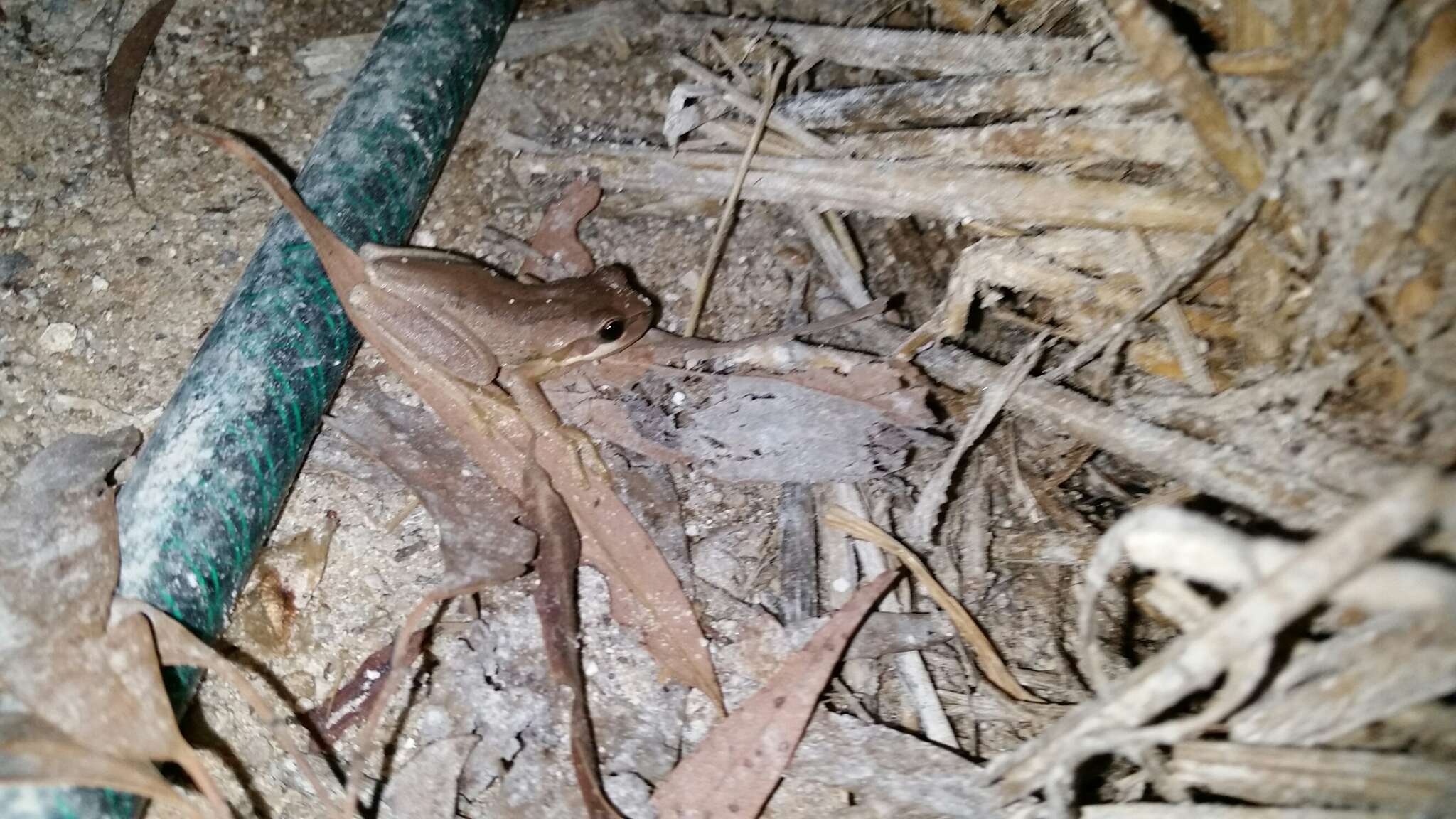 Image of Brown Tree Frog