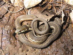 Image of Thamnophis errans H. M. Smith 1942