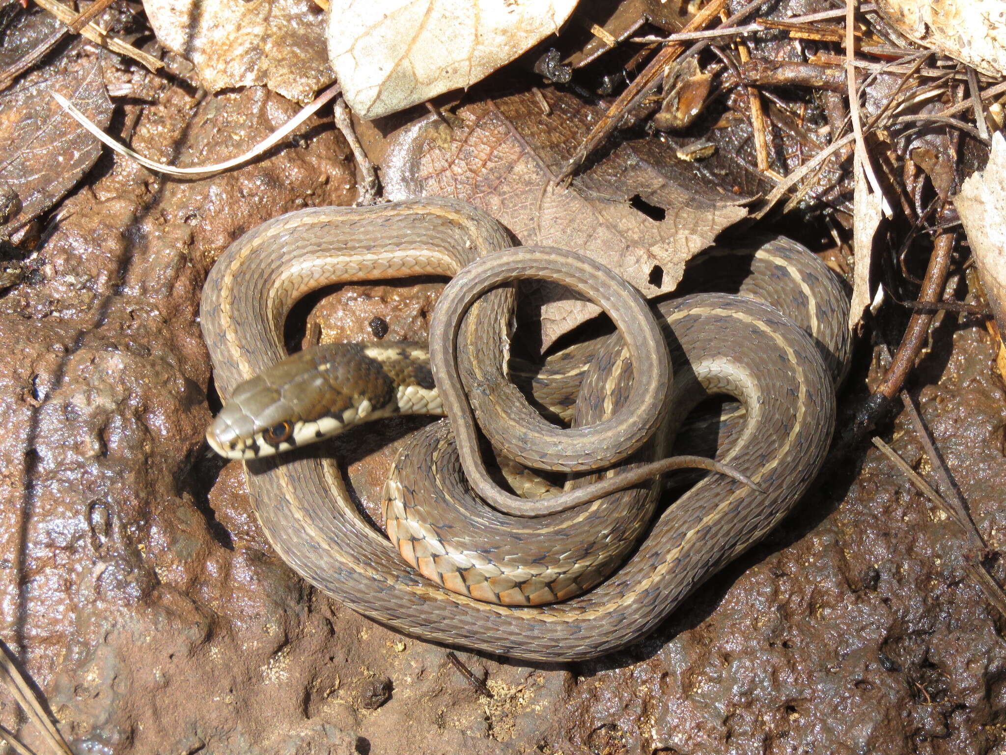 Image of Thamnophis errans H. M. Smith 1942