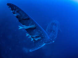 Image of Brown Remora