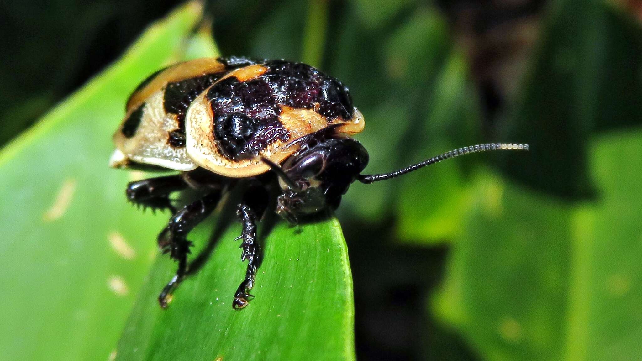 Image of Hormetica sexnotata (Thunberg 1826)