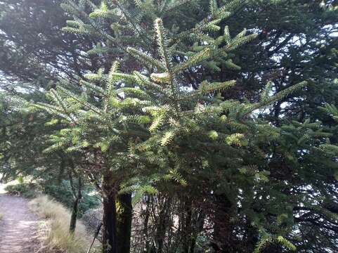 Image of Spanish Fir