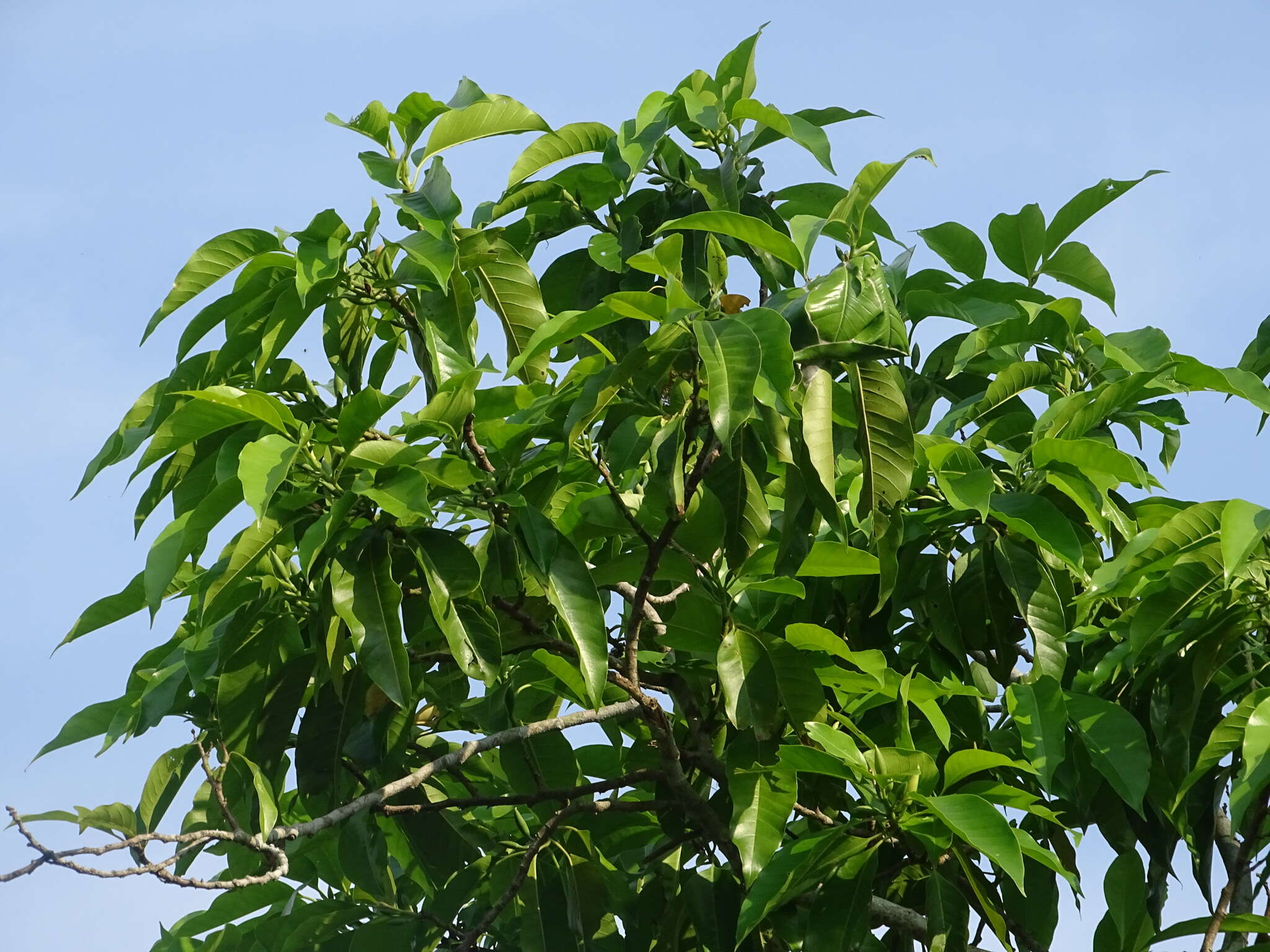 Image of Magnolia alba (DC.) Figlar