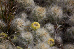 Plancia ëd Austrocylindropuntia floccosa (Salm-Dyck) F. Ritter