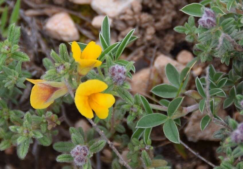 Image of Argyrolobium zanonii (Turra) P. W. Ball