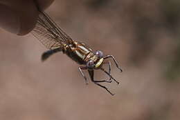 Image of Phanogomphus lividus (Selys 1854)