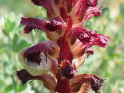 Orobanche sanguinea C. Presl的圖片