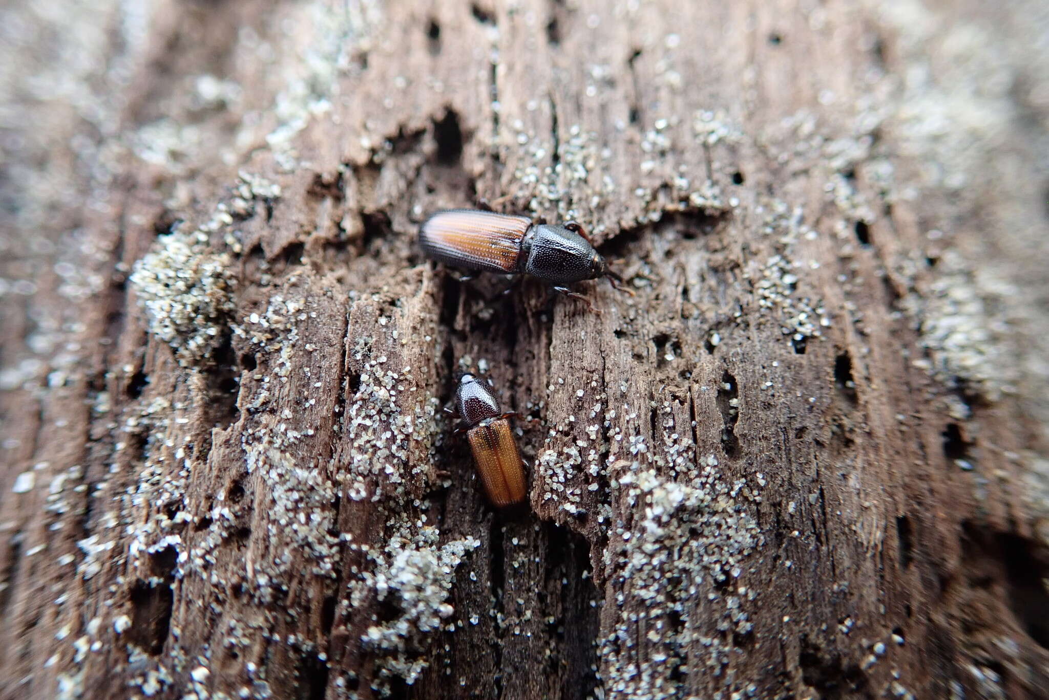 Image of Mesites pallidipennis Boheman 1838