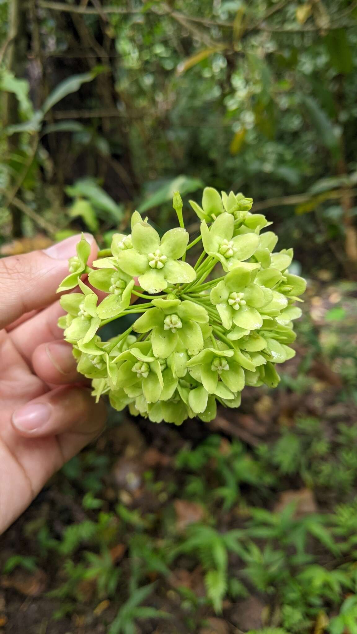 Image of Marsdenia volubilis (L. fil.) Cooke