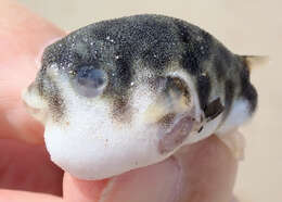 Image of Hardys toadfish