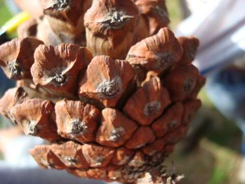 Image of Thin-leaf Pine