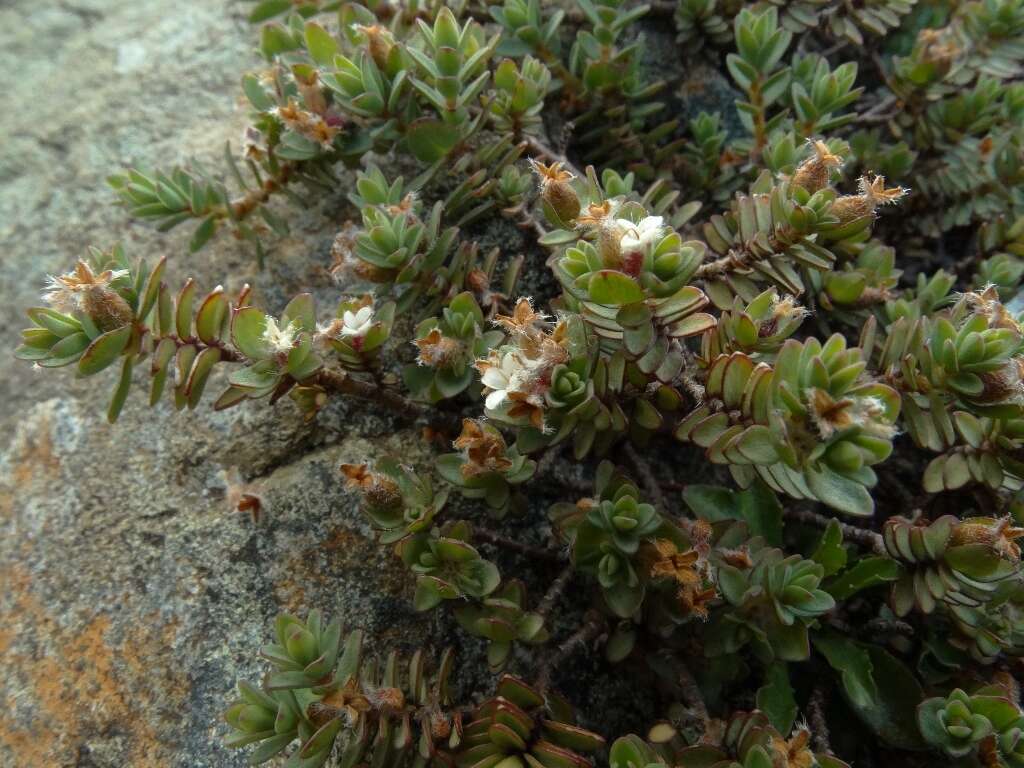 Image of Pimelea prostrata subsp. prostrata