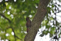 Image of Plain-winged Woodcreeper