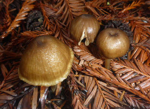 Image of Entoloma formosum (Fr.) Noordel. 1985