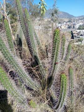 Image of Cleistocactus sepium (Kunth) F. A. C. Weber