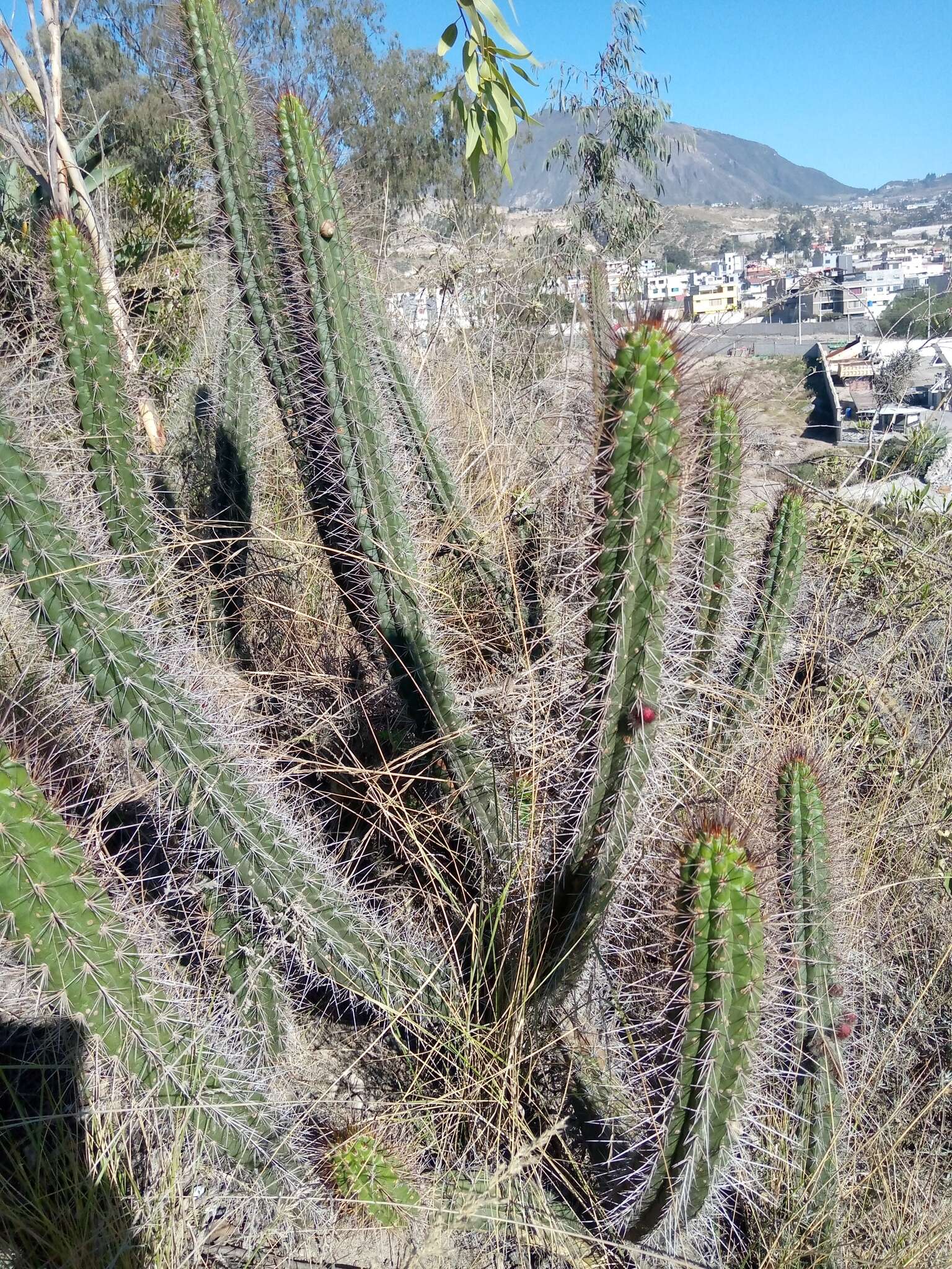 Image of Cleistocactus sepium (Kunth) F. A. C. Weber