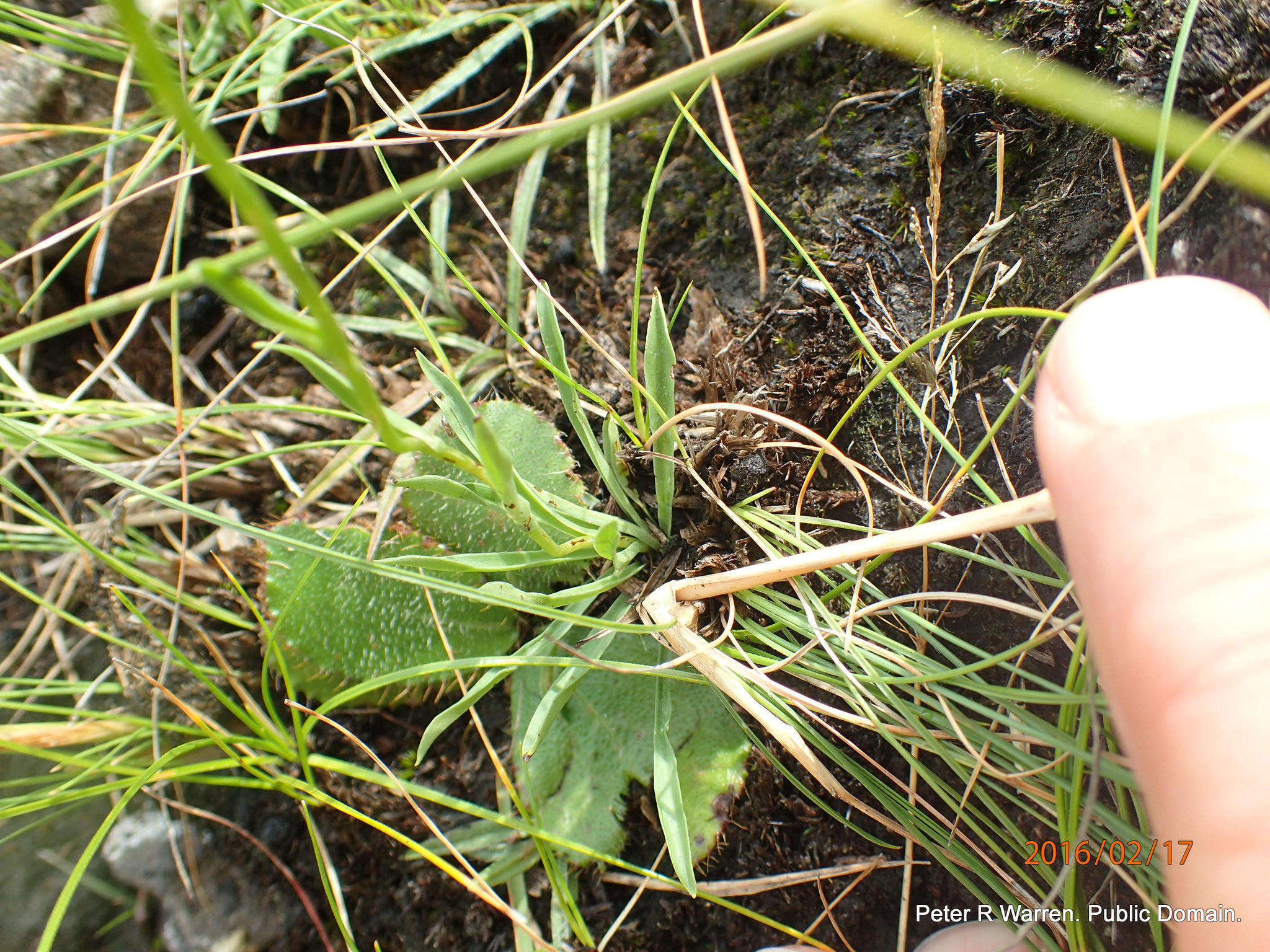 Image of Schizochilus flexuosus Harv. ex Rolfe