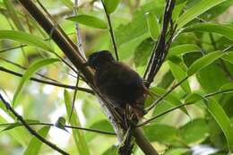 Image of Lineated Foliage-gleaner