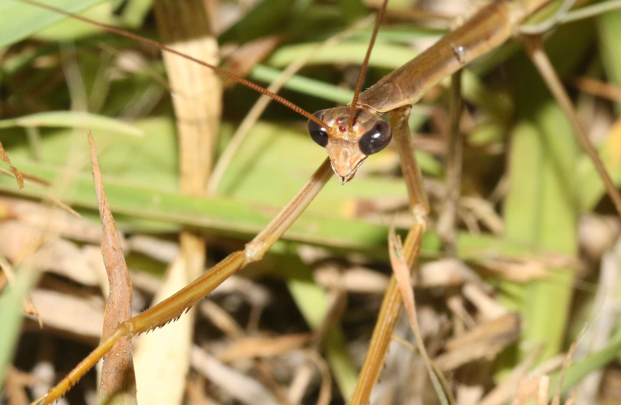 Image of Tenodera Burmeister 1838