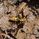 Image of Polistes rothneyi grahami Vecht 1968