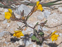 Sivun Chaenorhinum raveyi (Boiss.) Pau kuva
