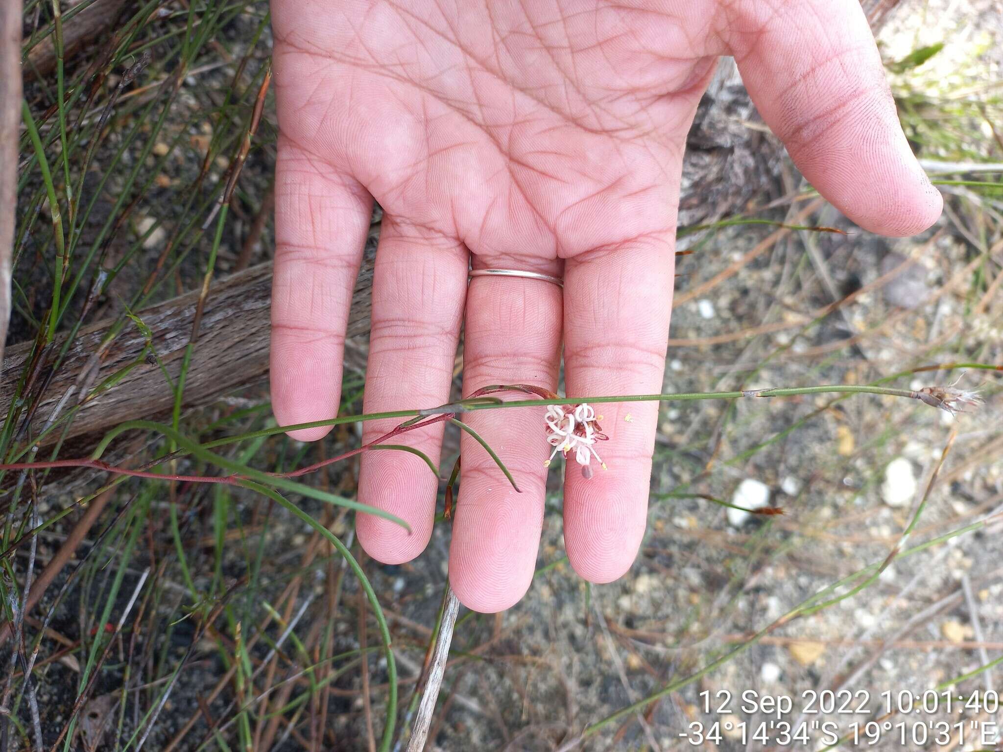 Image of Serruria flagellifolia Salisb. ex Knight