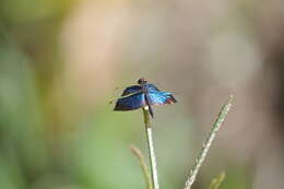 Image of Rhyothemis resplendens Selys 1878