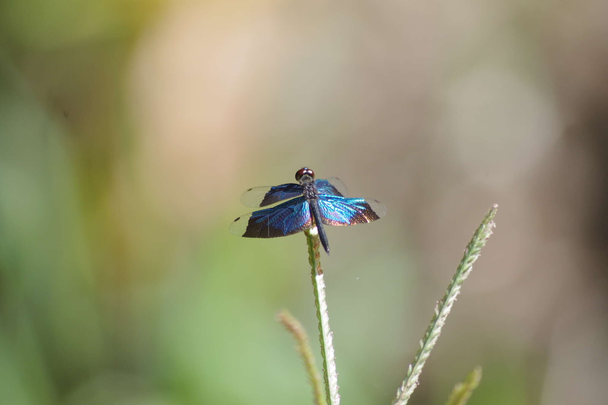 Image of Rhyothemis resplendens Selys 1878