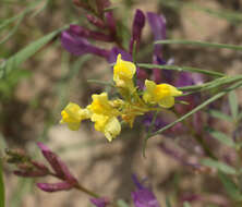 Image of Linaria odora (Bieb.) Fischer