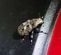 Image of Marbled Fungus Weevil