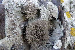 Image of roccella lichen