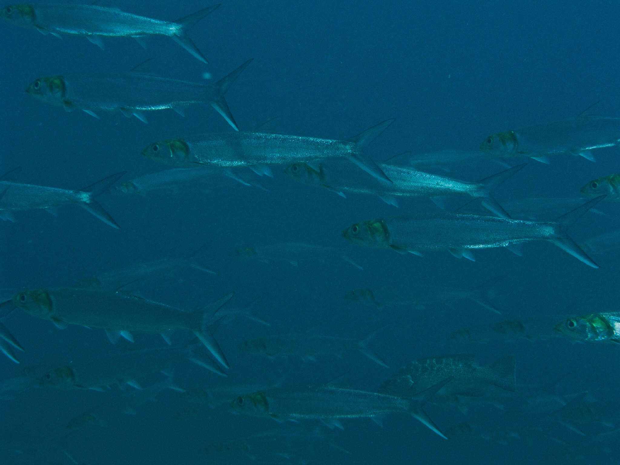 Image of Ladyfish