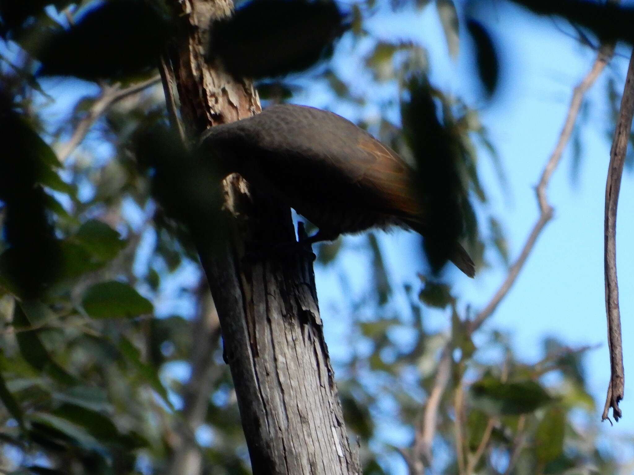 Image of Paradise Riflebird