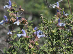 Imagem de Salvia dentata Aiton