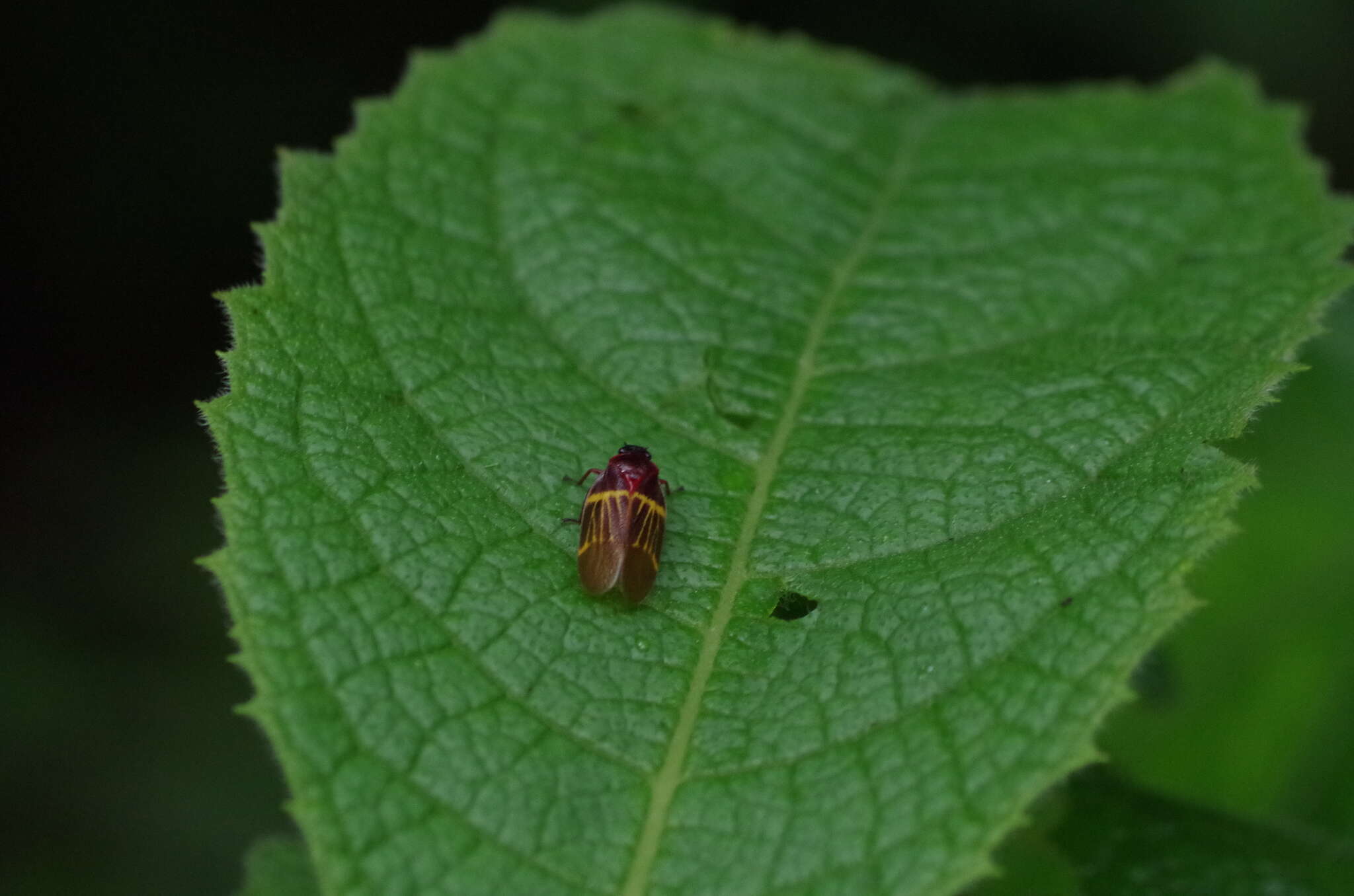 Image of Sphenorhina clarivenosa (Jacobi 1908)