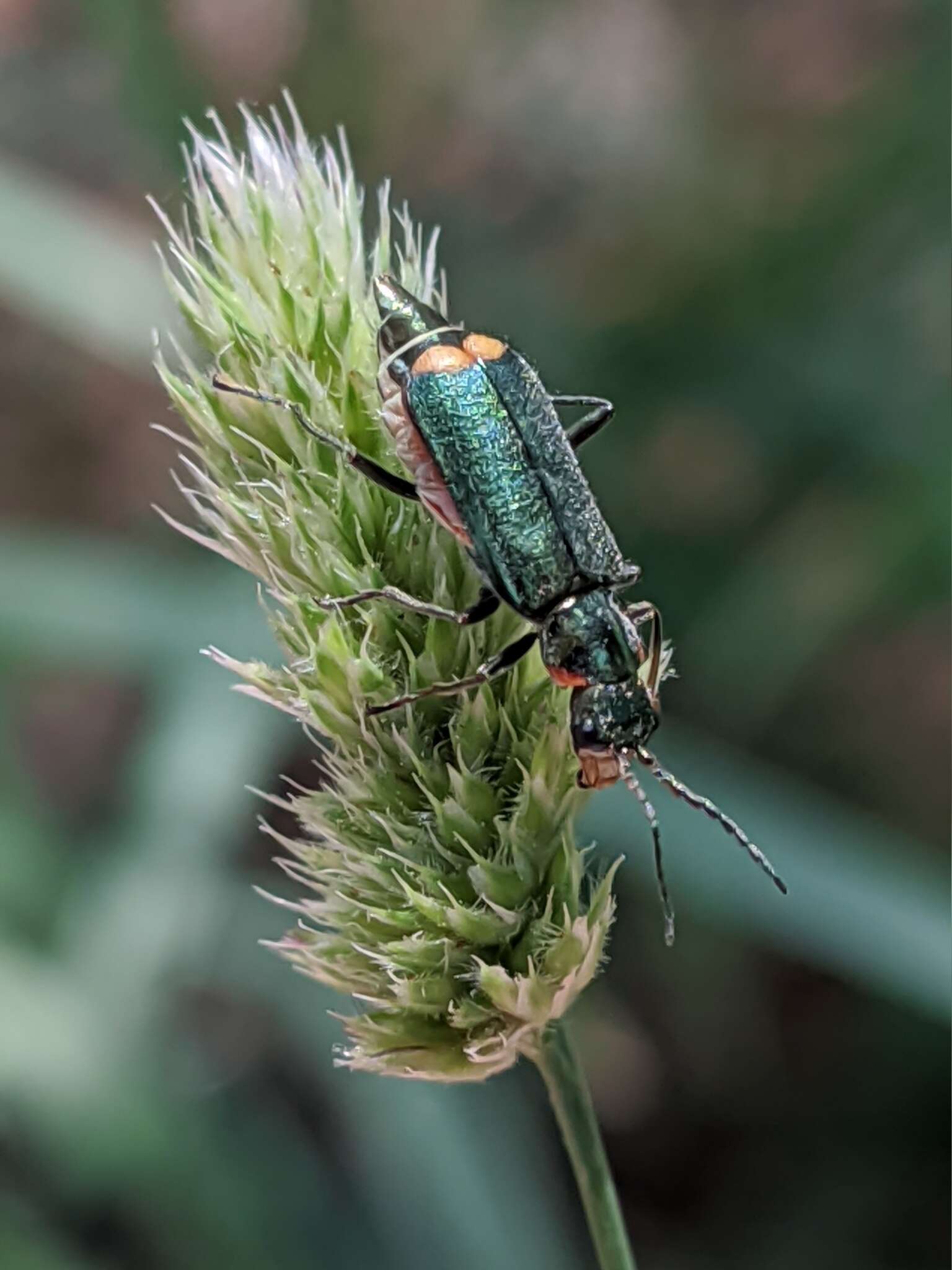 Image of Malachius lusitanicus