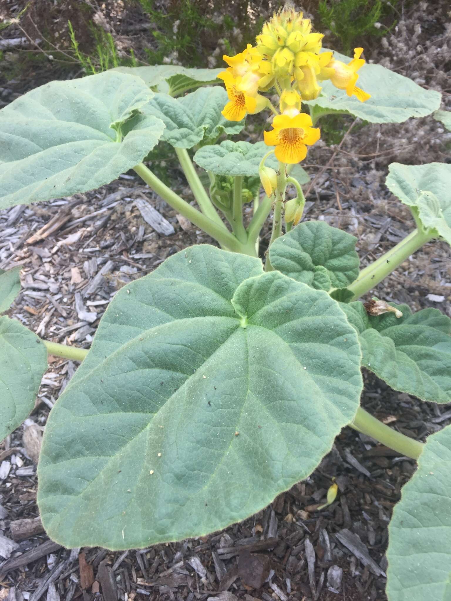 Image of yellow unicorn-plant