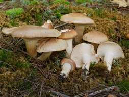 Image of Hygrophorus tennesseensis A. H. Sm. & Hesler 1939