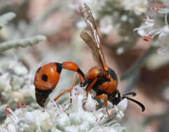 Слика од Eumenes tripunctatus (Christ 1791)