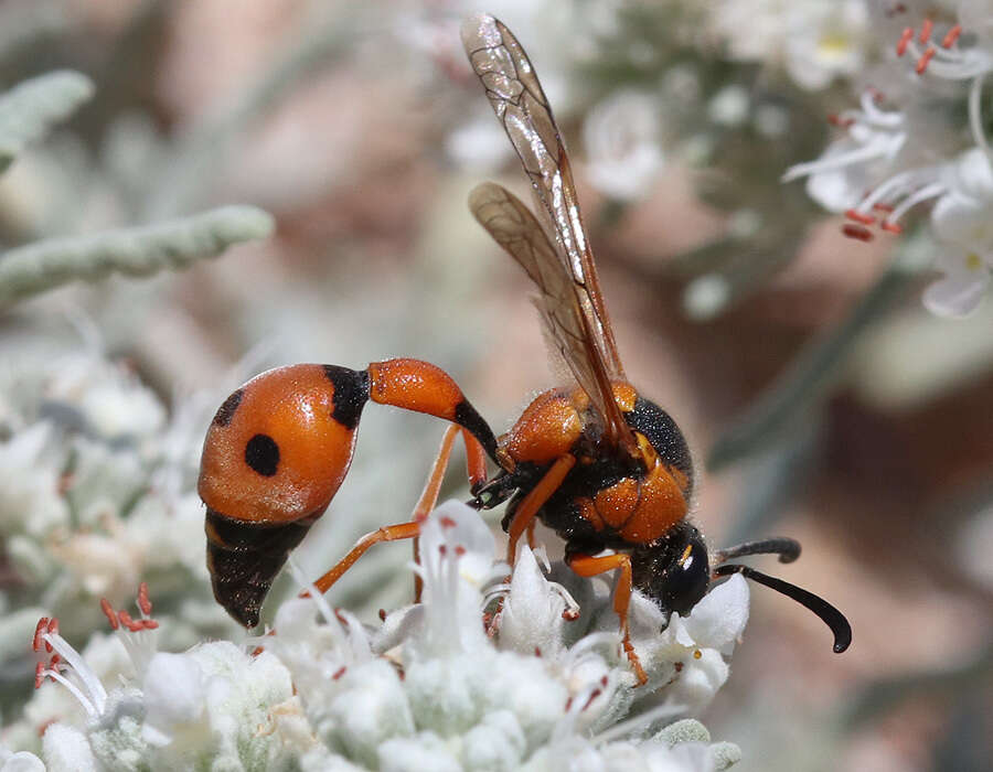 Eumenes tripunctatus (Christ 1791) resmi