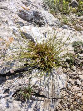 Image of Asperula tenella Heuff. ex Degen