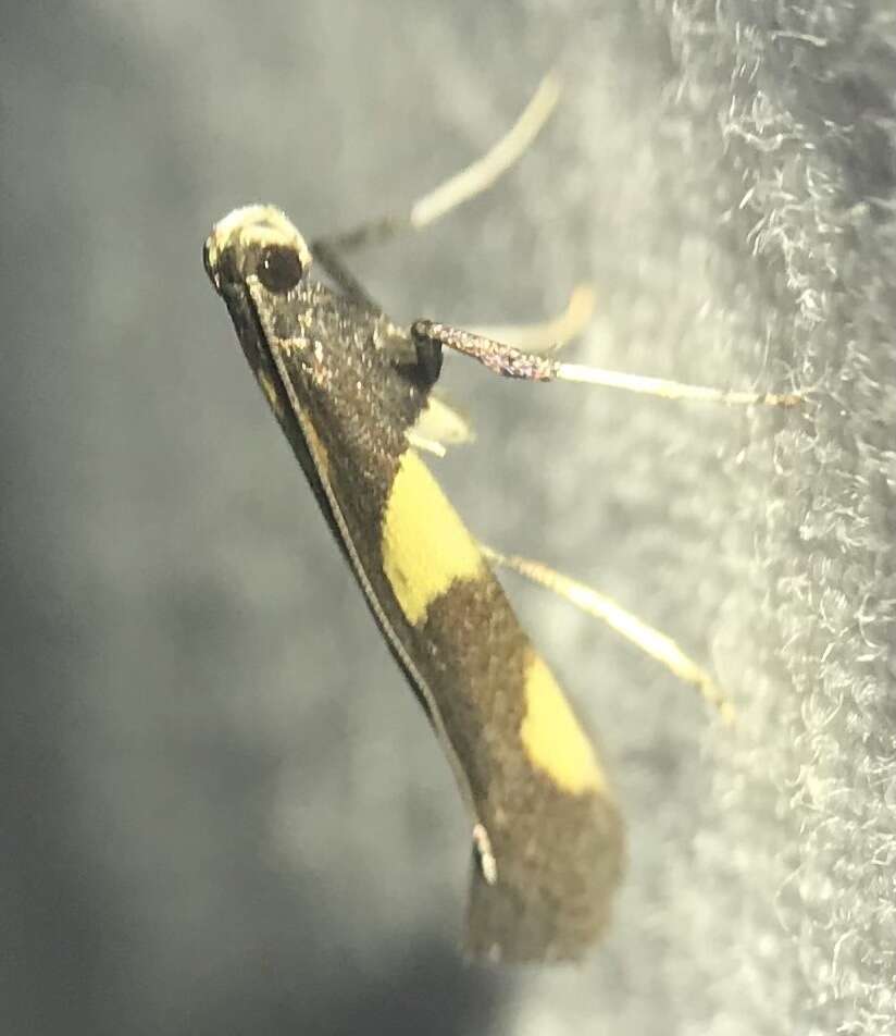 Image of Caloptilia vacciniella (Ely 1915)