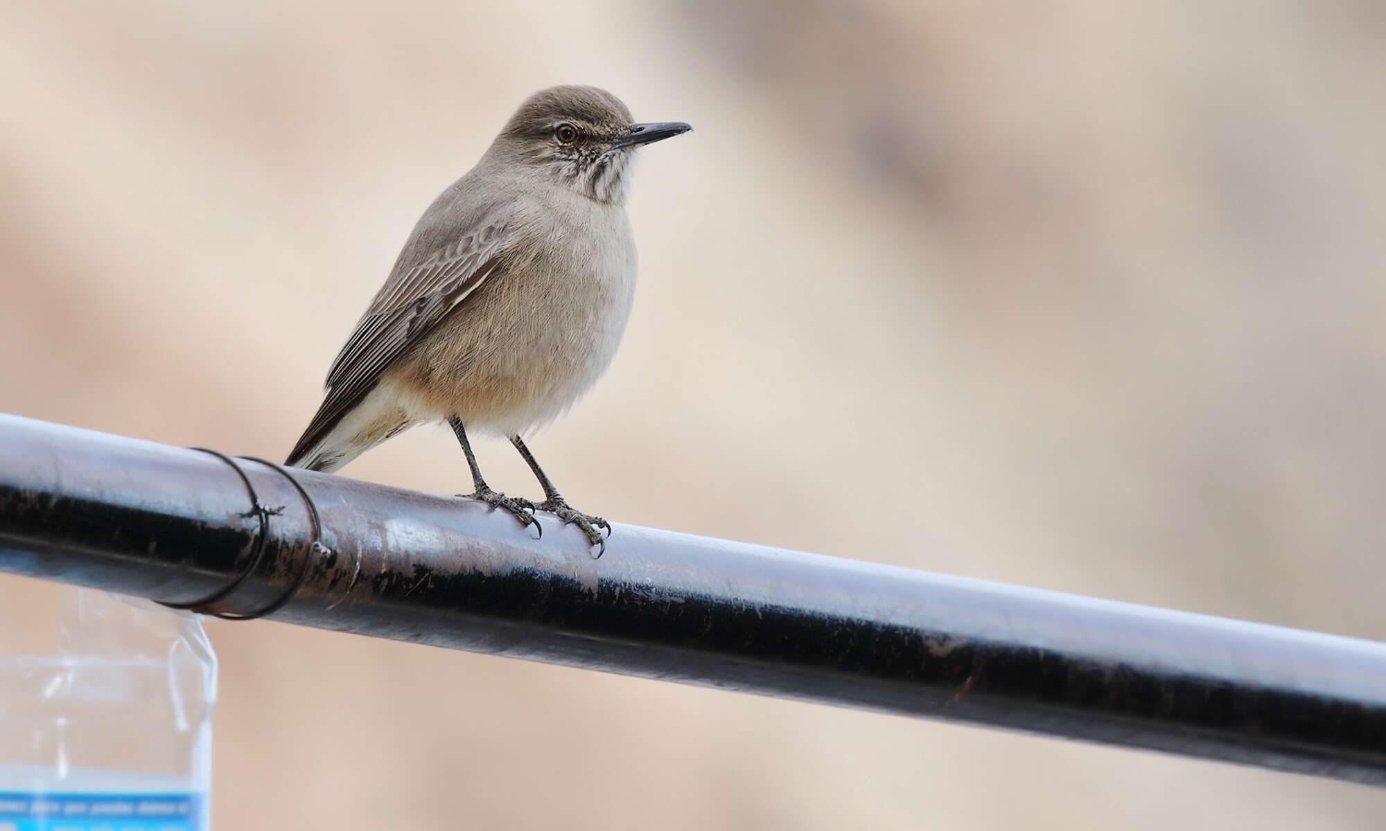 Image of Black-billed Shrike-Tyrant